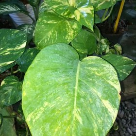 تصویر بوته پتوس برگ پهن 