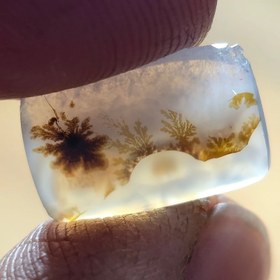 تصویر شجر قائنات 