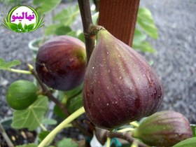تصویر نهال انجیر ترکیه 