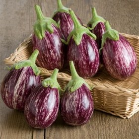 تصویر بادمجان کالیوپ بنفش با خط های سفید ا Calliope Eggplant Calliope Eggplant