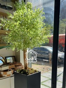 تصویر درختچه بنجامین 16248 