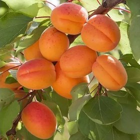 تصویر زردآلو عسگرآبادی 