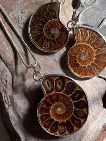 تصویر فسیل آمونیت 