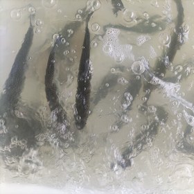 تصویر ماهی قزل آلا زنده 