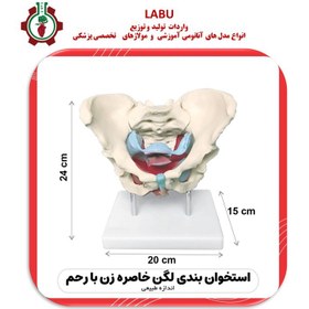 تصویر مولاژ استخوان لگن خاصره زن با رحم Model of female pelvic bone with uterus