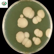 تصویر سوش میکروبی کاندیدا آلبیکانس 