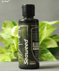 تصویر جلبک دریایی 