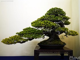 تصویر صد در صد تست شده_ مقاوم در برابر سرما،گرما،خشکی_ مناسب بن سای- تعداد محدود از بسته ارجینال ا 3 عدد بذر وارداتی "Japanese Black Pine bonsai" 3 عدد بذر وارداتی "Japanese Black Pine bonsai"