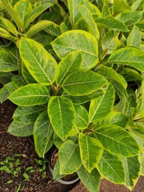 تصویر محصول: فیکوس التیسما 