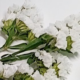 تصویر گل خشک شمع سازی 