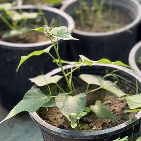 تصویر سیب زمینی شیرین بنفش 