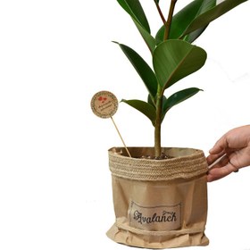 تصویر گیاه طبیعی فیکوس کدP.A.08 