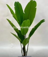 تصویر درختچه نیکولا 12 برگ 