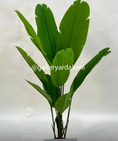 تصویر درختچه نیکولا 12 برگ 