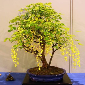 تصویر بذر درخت باران طلایی Laburnum anagyroides