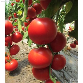 تصویر بسته ده عددی بذر گوجه فرنگی خوشه ای محصول ترکیه ا Tomato  (حتما توضیحات رو بخونین) Tomato  (حتما توضیحات رو بخونین)