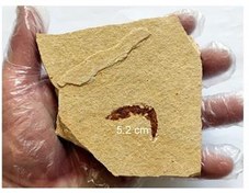 تصویر بزرگترین فسیل میگوی ایسام و ایران از ایلام 