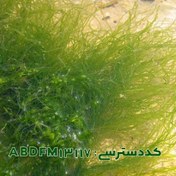 تصویر انترومورفا ( Enteromorpha sp ABDFM13117 ) 
