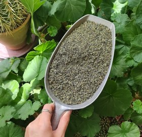 تصویر ریحان سبز 