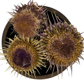 تصویر گل خارمریم 