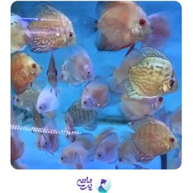 تصویر دیسکس 4 اینچ (مختلط) 