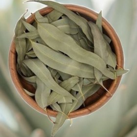 تصویر برگ اکالیپتوس خشک 