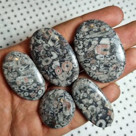 تصویر پک ۵ عدد فسیل کرینوئید 