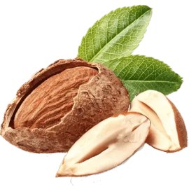 تصویر نهال بادام منقا 