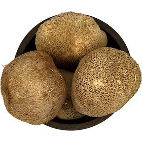 تصویر قارچ یال شیر 