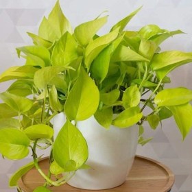 تصویر پتوس طلایی 