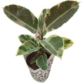 تصویر فیکوس یاقوتی گلآرون 