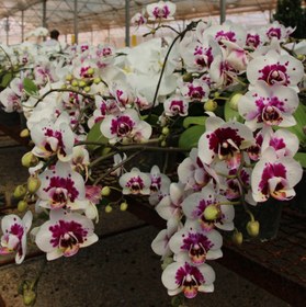 تصویر ارکیده 