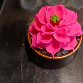 تصویر کاکتوس صورتی 