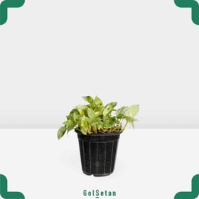 تصویر پوتوس مرمری کد P57 