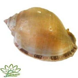 تصویر صدف دریایی کد ۰۷۴۲ 