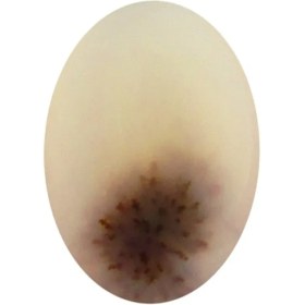 تصویر سنگ شجر پارلا گوهر کد 5011 