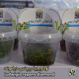 تصویر گیاه لودویجیا ریپنس دیاموند پلنت کد ۶53 Aquarium Plant Ludwigia palustris