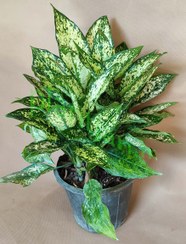 تصویر آگلونما برفی سطل4 