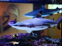 تصویر کوسه مرجانی باله سیاه بلک تیپ Blacktip Reef Shark