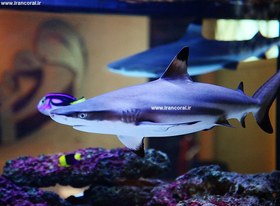 تصویر کوسه مرجانی باله سیاه بلک تیپ Blacktip Reef Shark