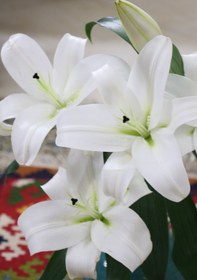 تصویر گل لیلیوم سفید 