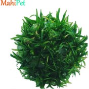 تصویر گیاه آکواریومی ساجیتریا (کشت بافت) 