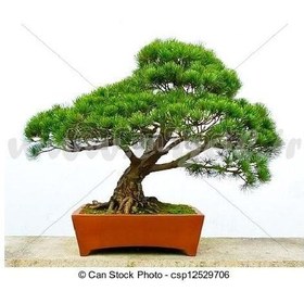 تصویر بن سای شمشاد سوزنی 