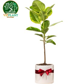 تصویر فیکوس سبز (با گلدان سرامیکی) Ficus elastica