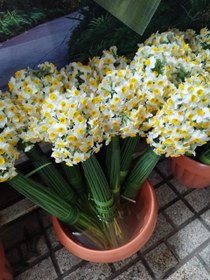 تصویر گل نرگس 