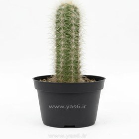 تصویر کاکتوس پیرمردی 