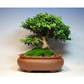 تصویر بن سای نارون 