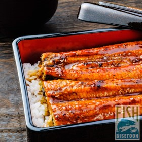 تصویر ماهی مار 