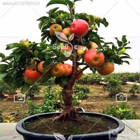 تصویر بذر  سیب کوتوله - Apple 