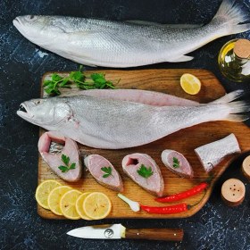 تصویر ماهی شوریده 